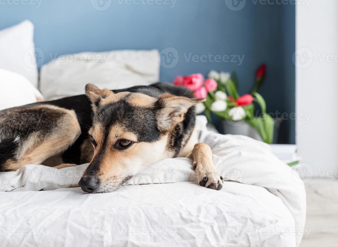Lindo perro acostado en la cama con un ramo de tulipanes en el fondo foto