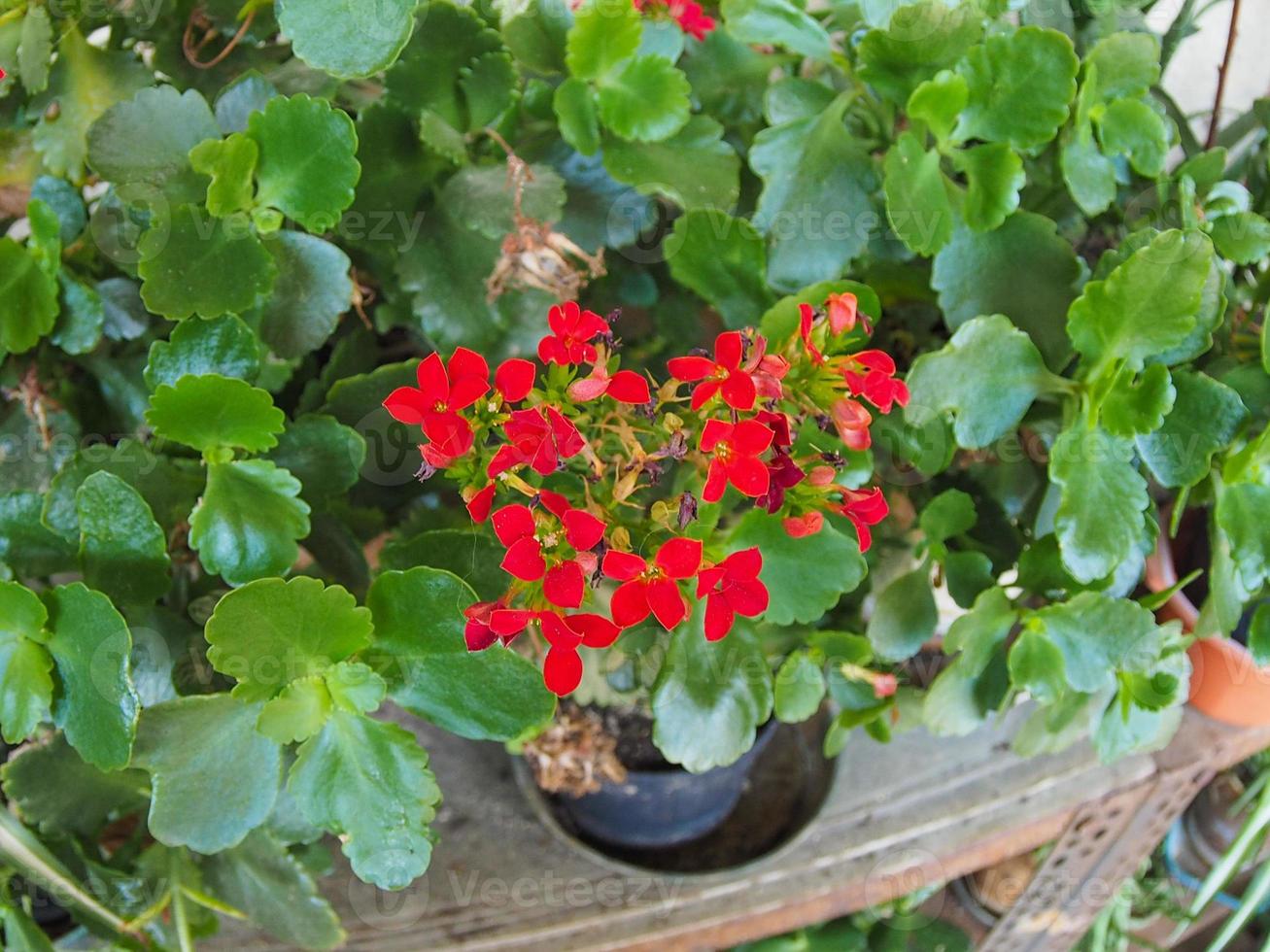 flor roja de kalanchoe foto