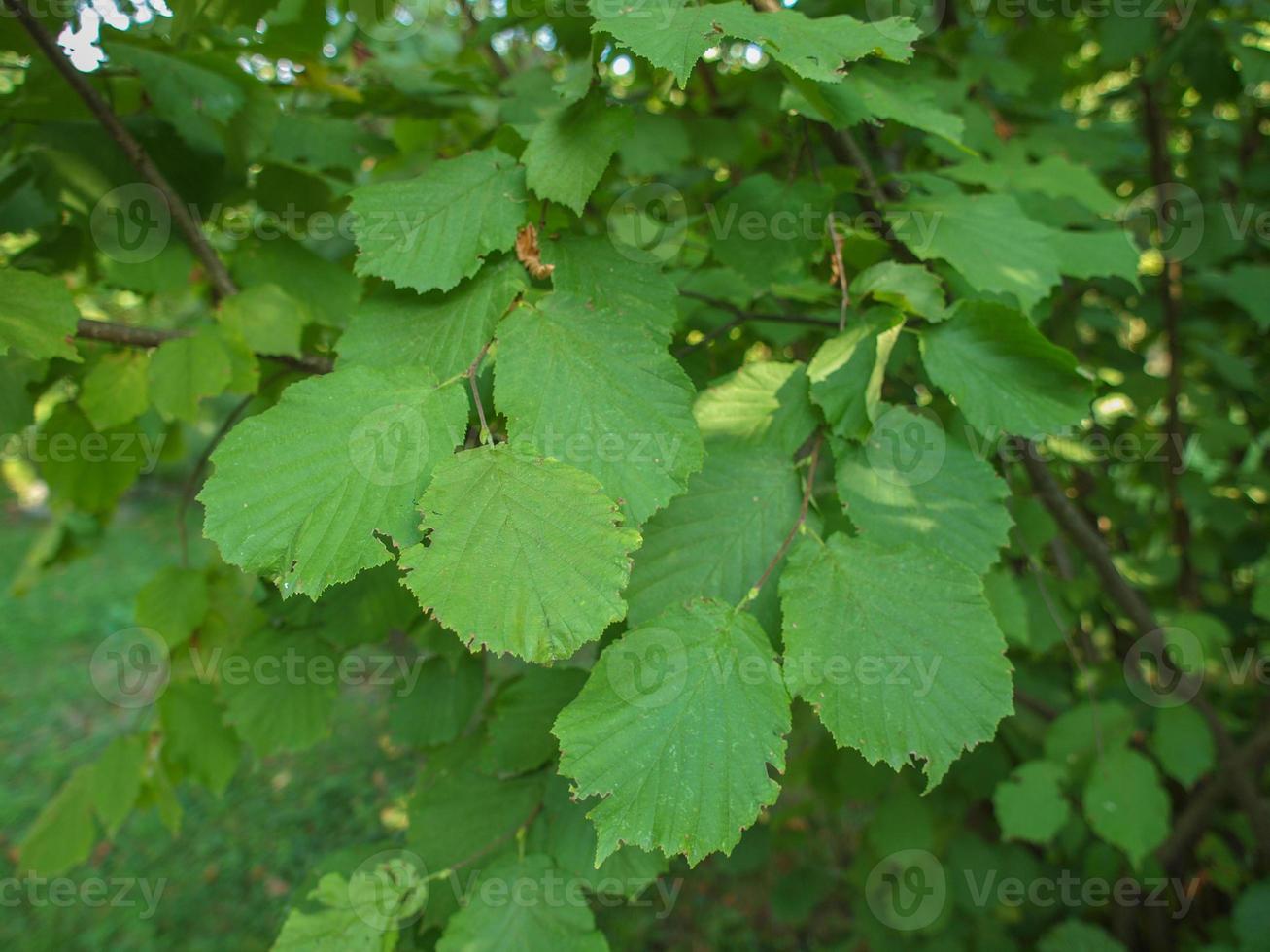 hoja de avellano foto