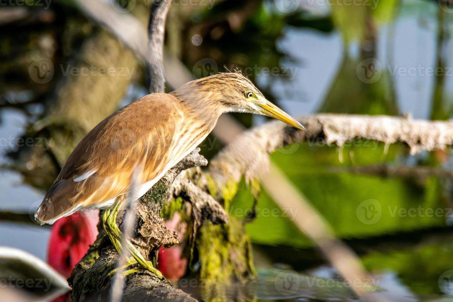ardeola ralloides bird sitting on a branch photo