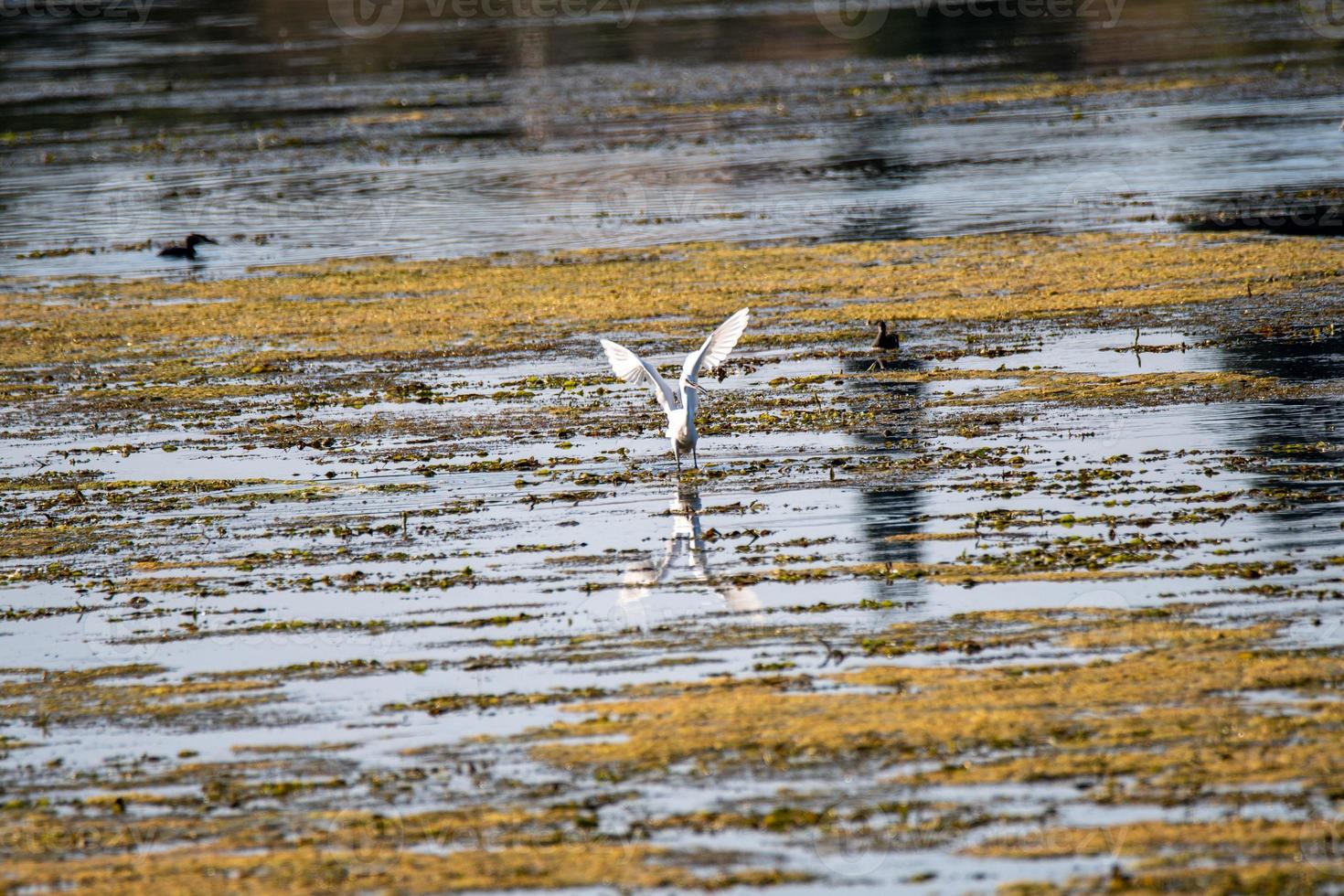 pájaro garza en el lago en busca de presas foto