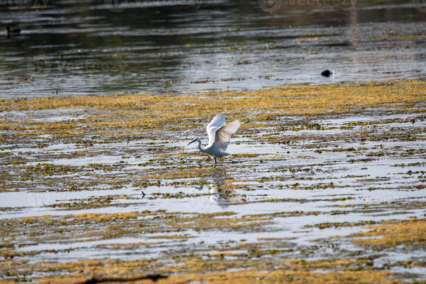 pájaro garza en el lago en busca de presas foto