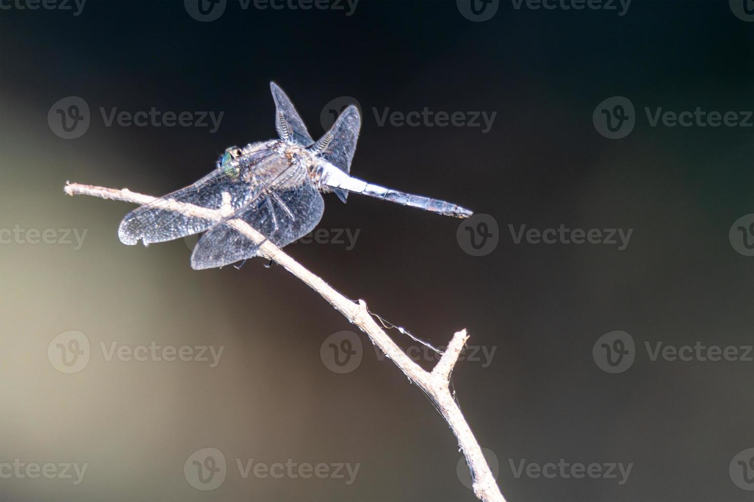 resting on a branch by the lake photo