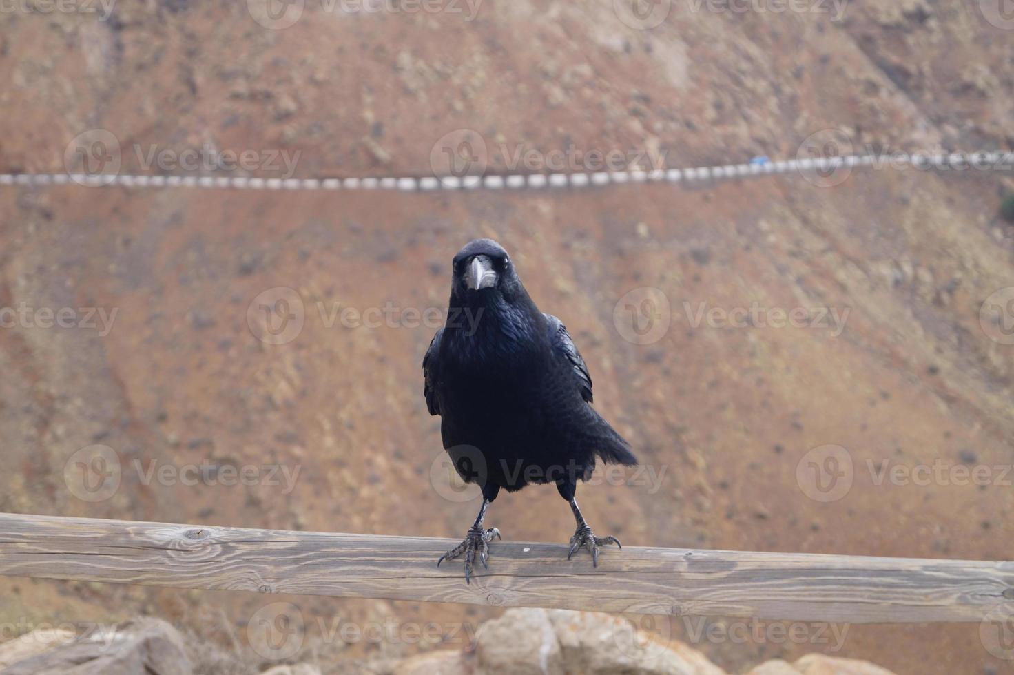 Cuervo o cuervo en Fuerteventura - Corvus corax foto