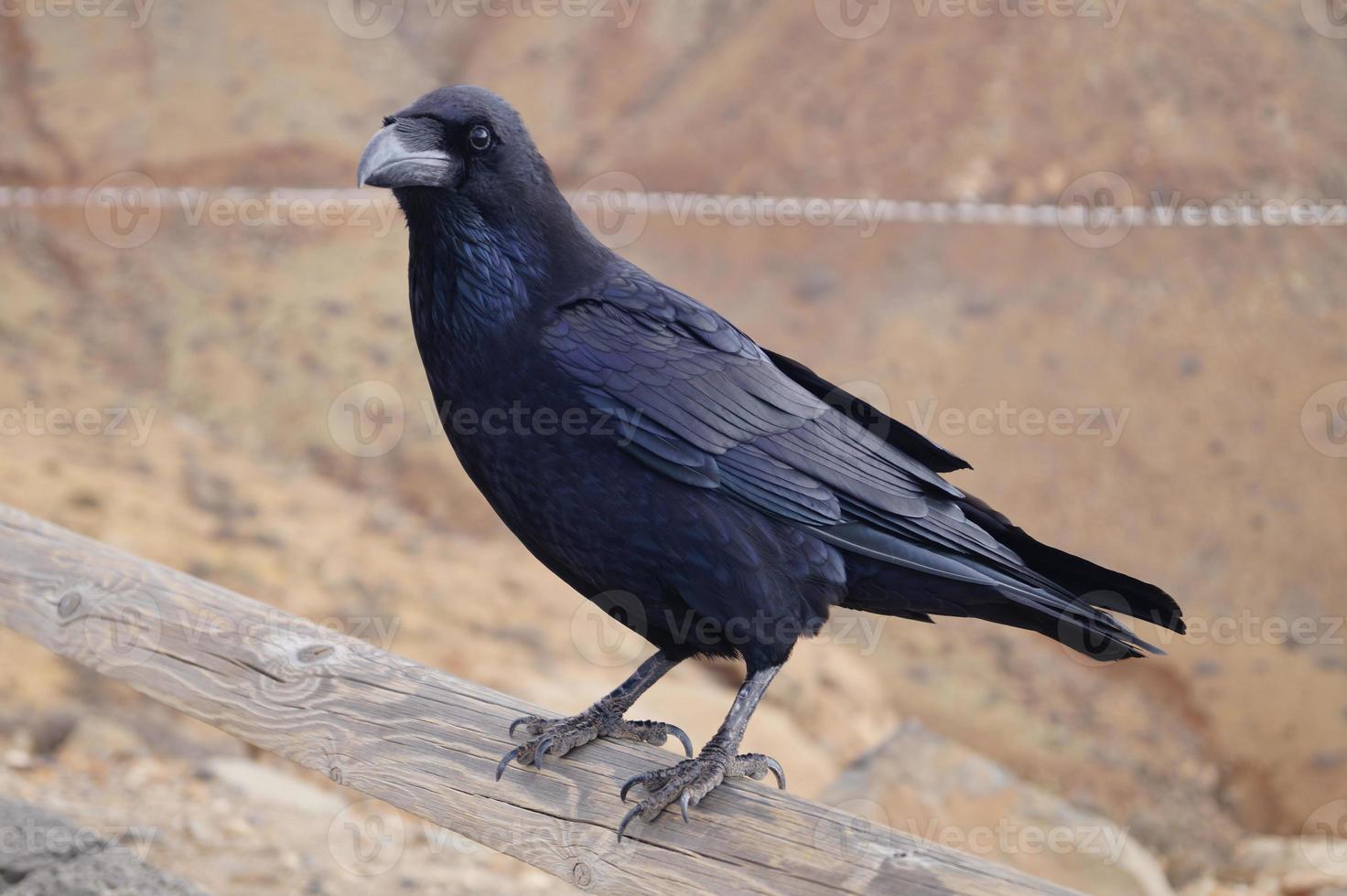 Raven or crow at Fuerteventura - Corvus Corax photo