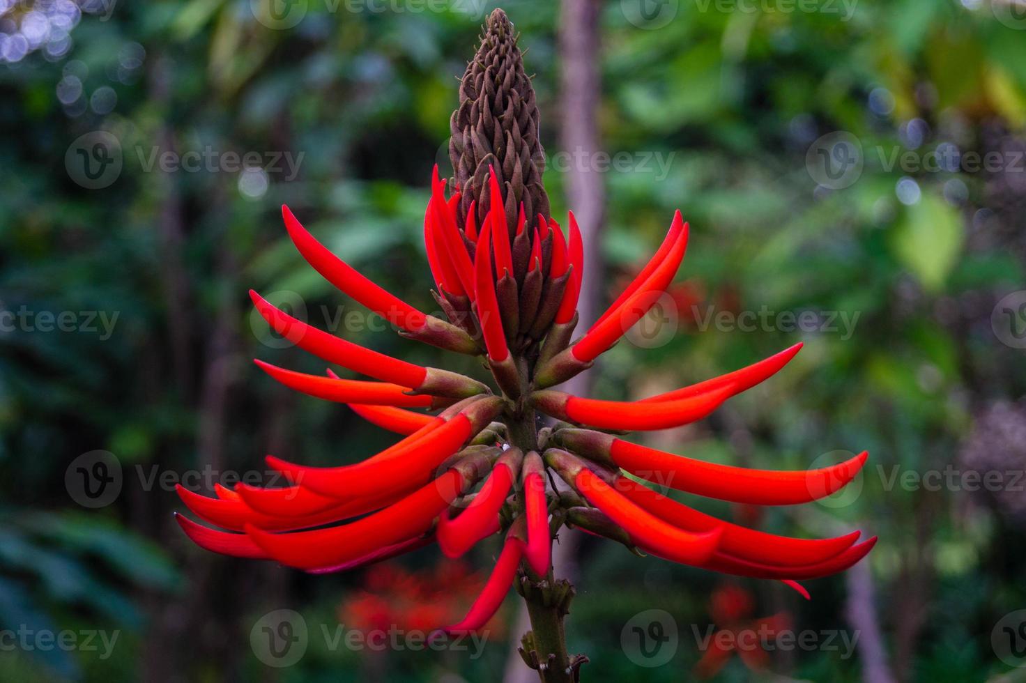 árbol de coral - korallenbaum erythrina speciosa foto