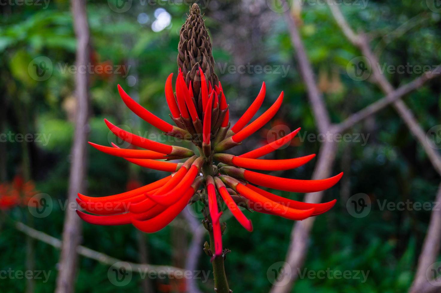 árbol de coral - korallenbaum erythrina speciosa foto