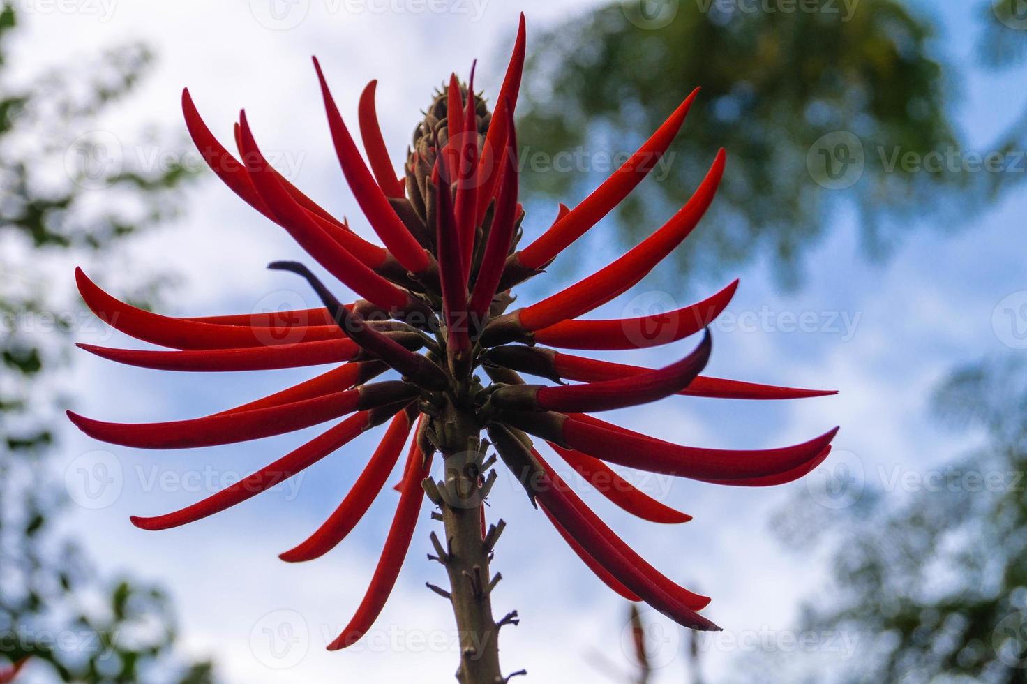 árbol de coral - korallenbaum erythrina speciosa foto