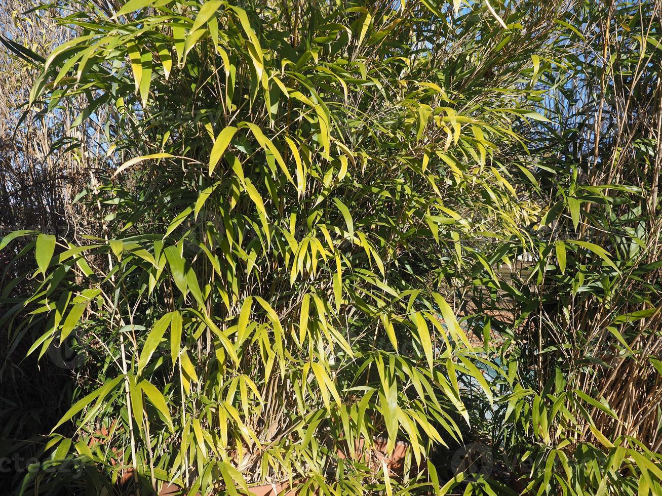 fondo de arbol de bambu foto