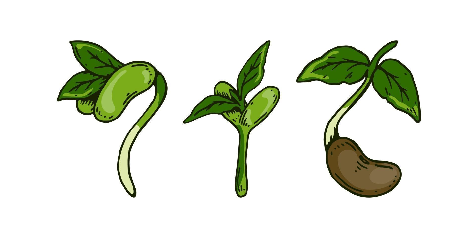 Set of hand drawn bean sprouts. vector