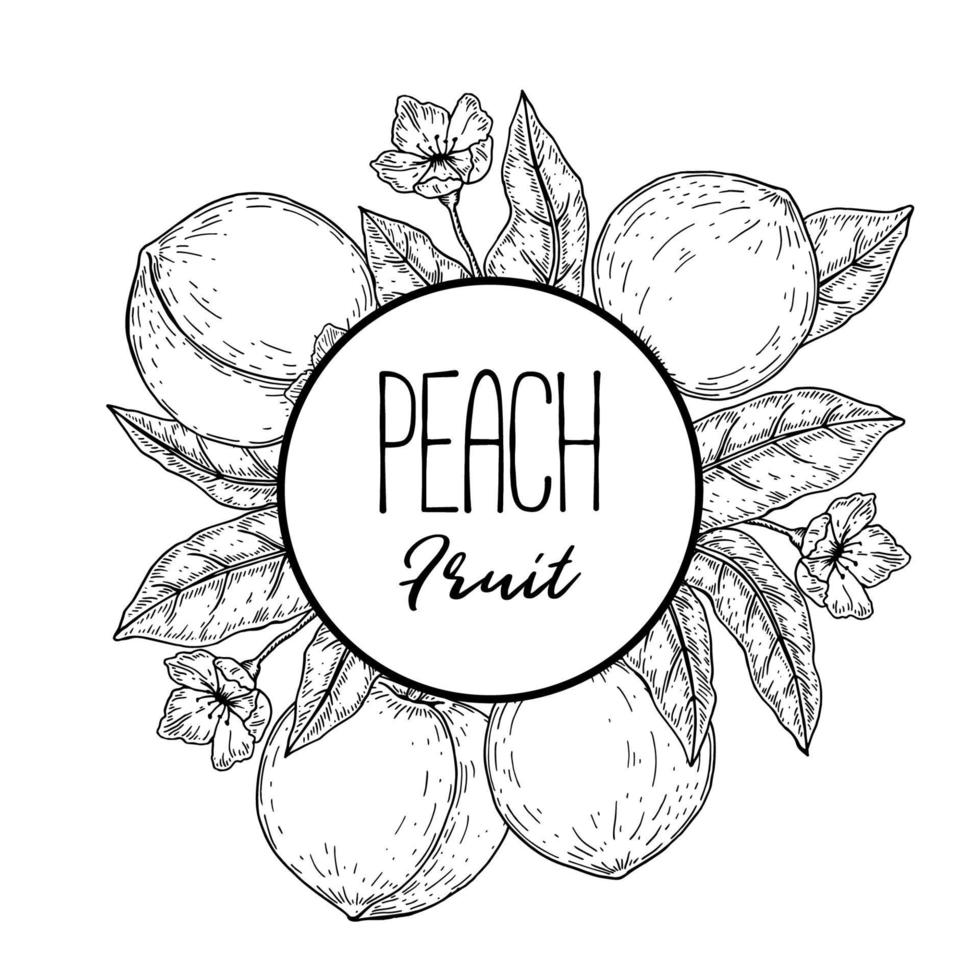 Hand drawn peach frame. Vector illustration in sketch style