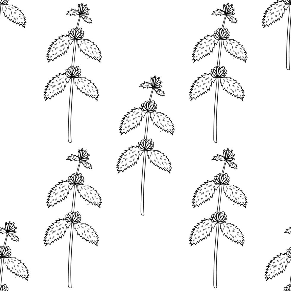 white horehound, seamless b-w vector