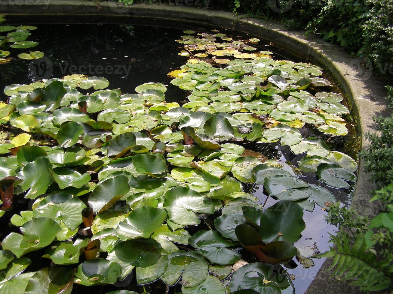 Water lily plant Nymphaea in a pond photo