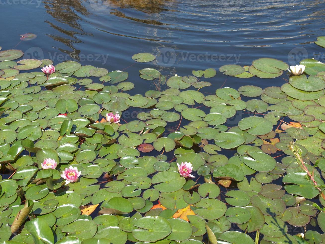 Water lily plant Nymphaea in a pond photo