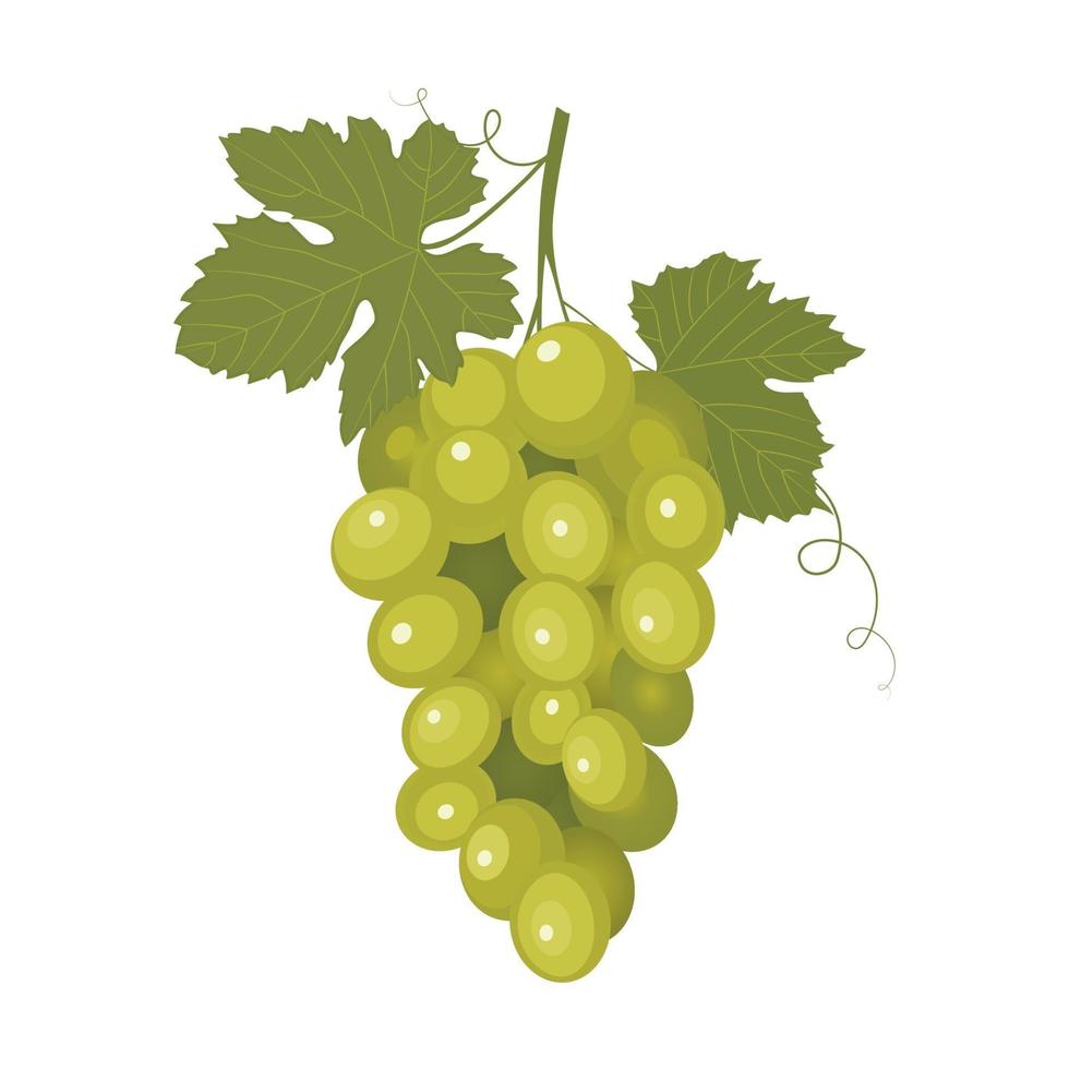 Bunch of grapes on white background. vector