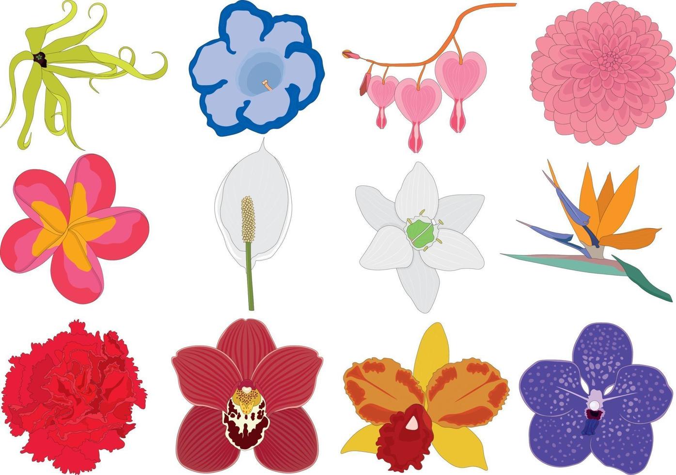 Different multicolored bright flowers collection vector illustration