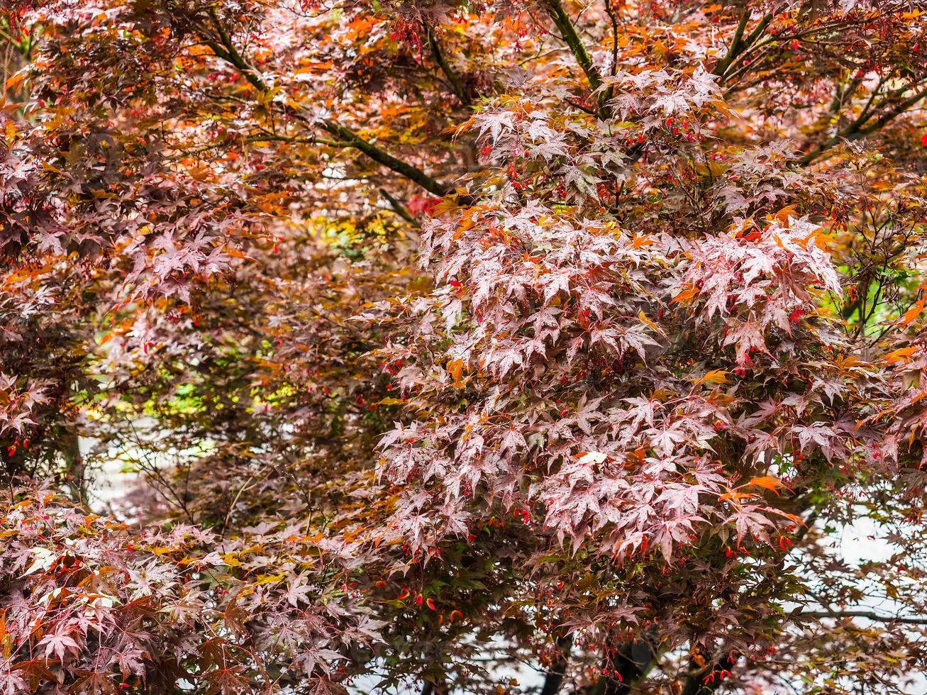 Maple acer tree photo