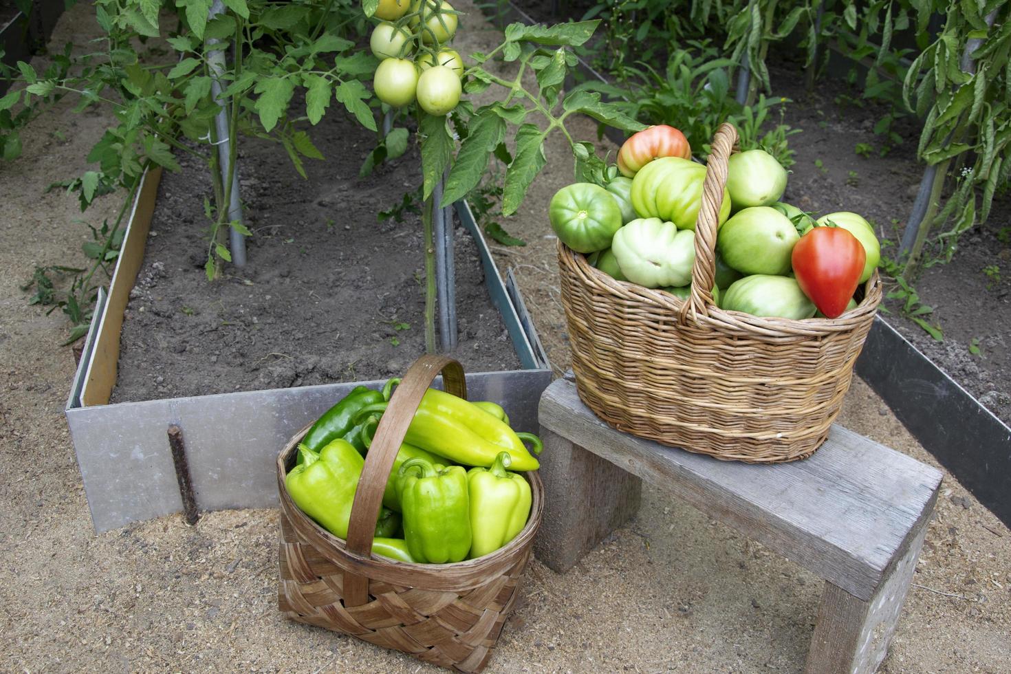 Tomatoes and peppers in wicker baskets close-up photo