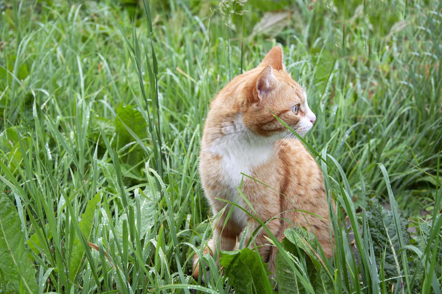 The cat is sitting in the wet grass photo