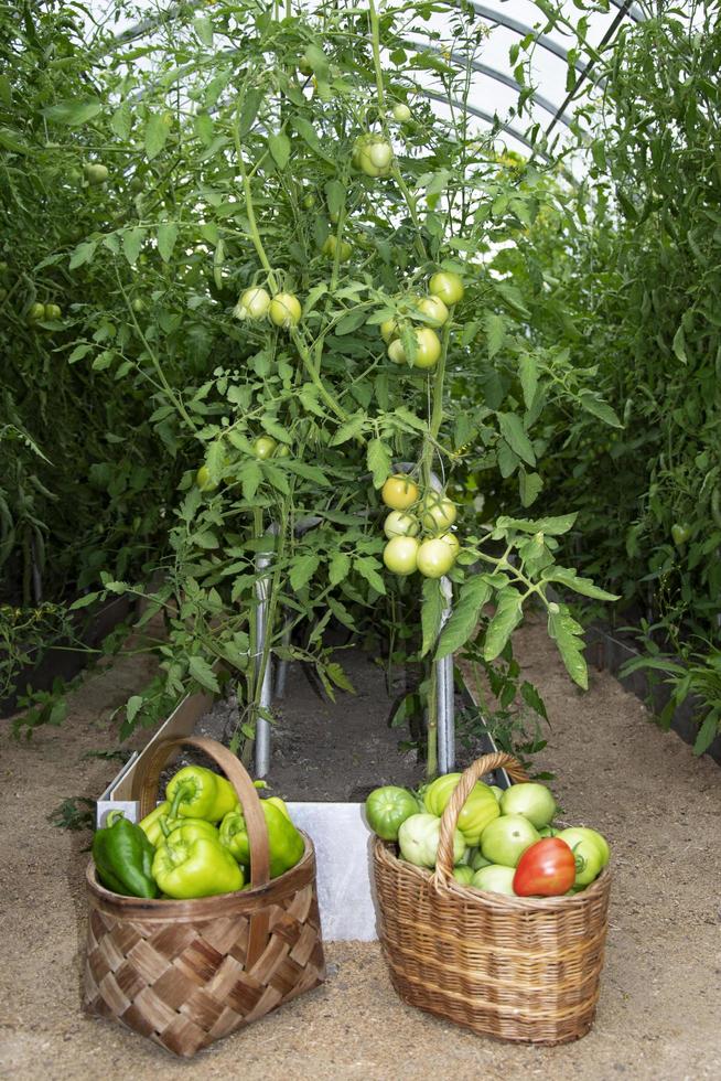 cosechando verduras en invernadero. foto