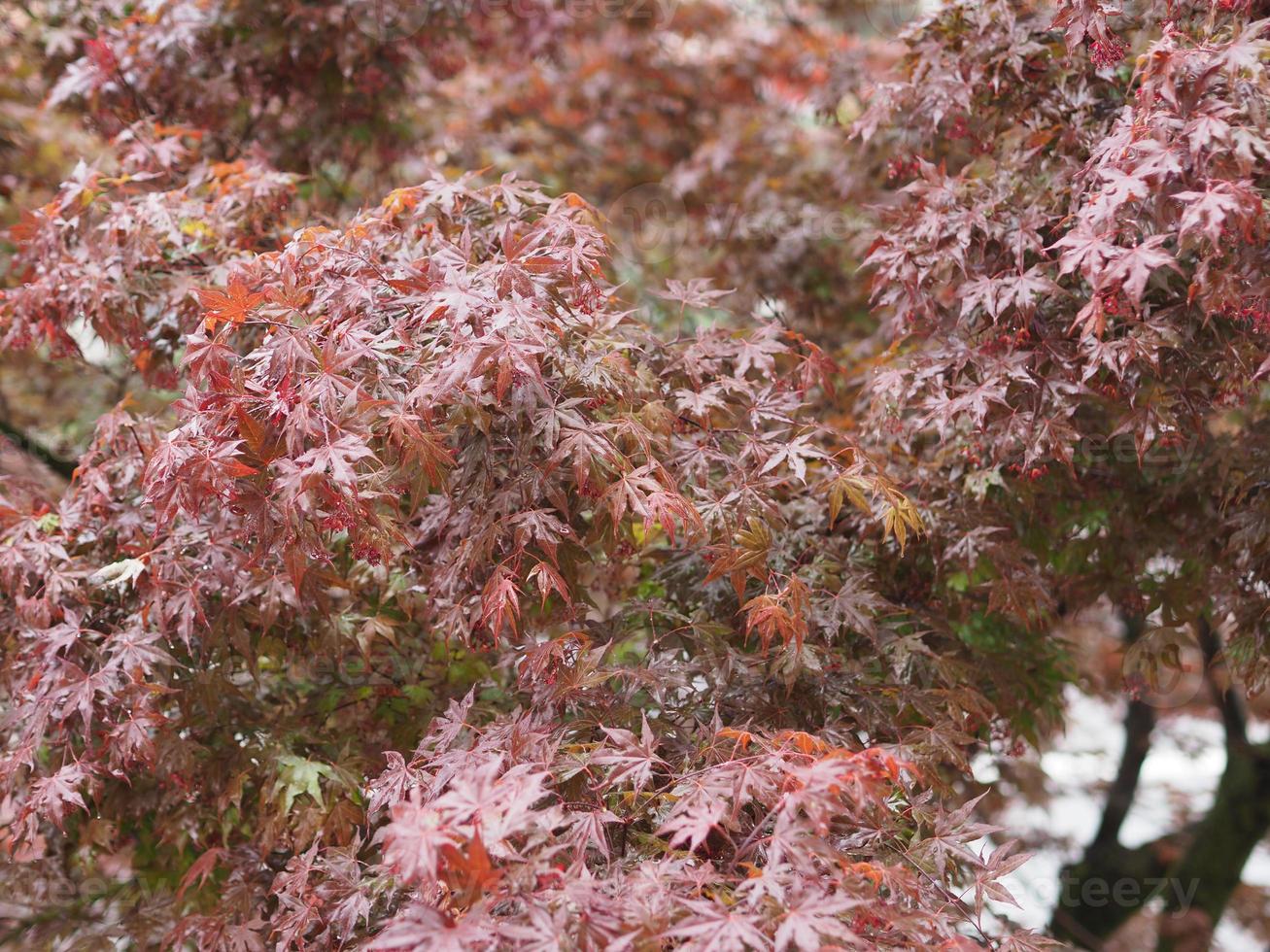 Maple acer tree photo