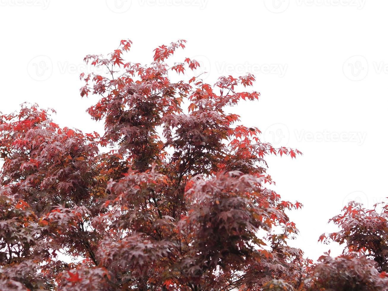 Maple acer tree photo