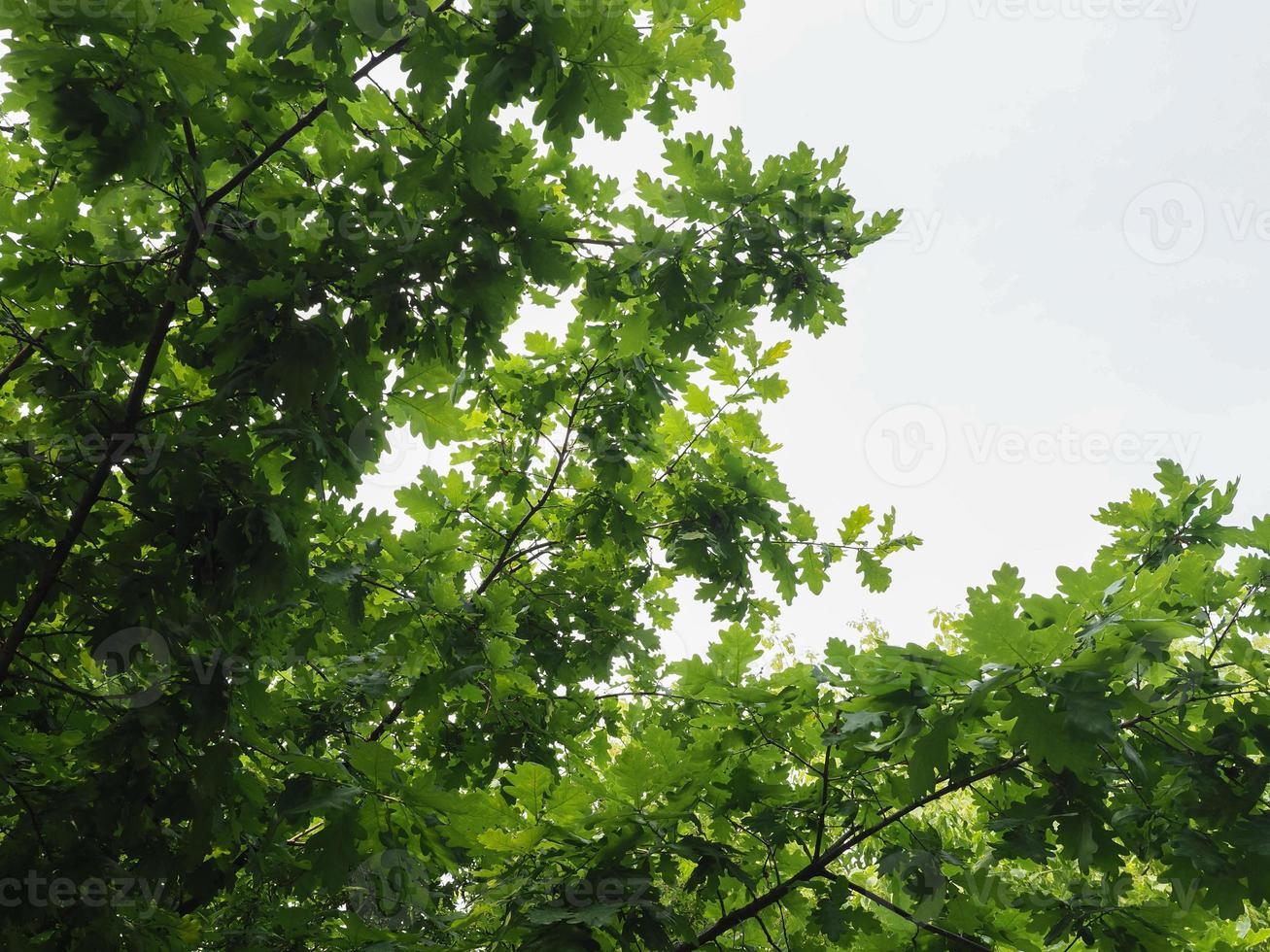 árbol de roble, árbol joven de Quercus robur foto