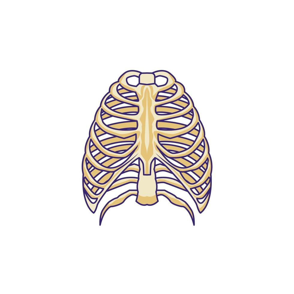 sternum bone vector illustration isolated design