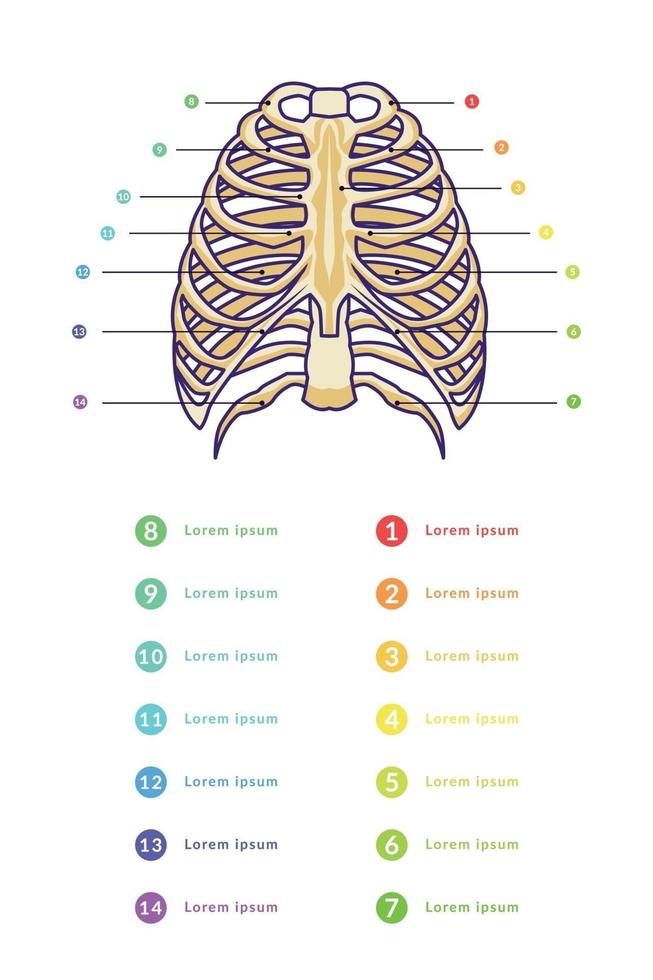 Plantilla de vector de infografía de esternón con texto de varios colores