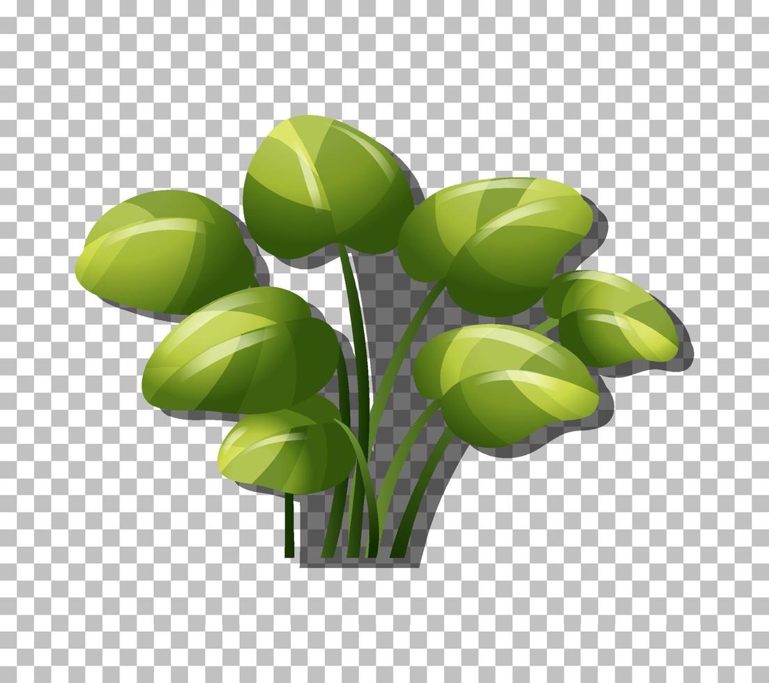 Tropical plant isolated vector