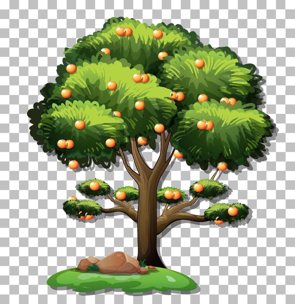 Orange tree isolated vector