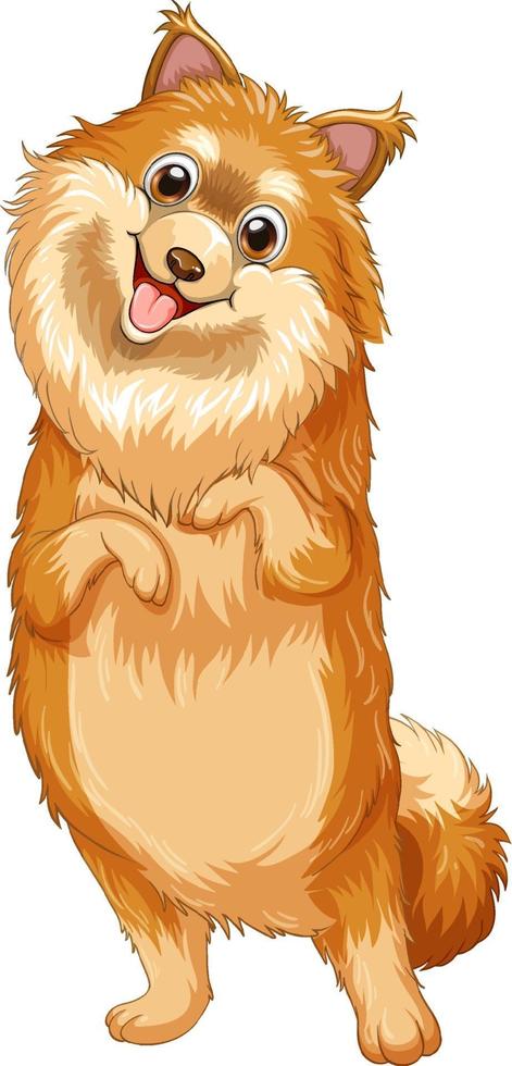 dibujos animados de perro pomerania sobre fondo blanco vector