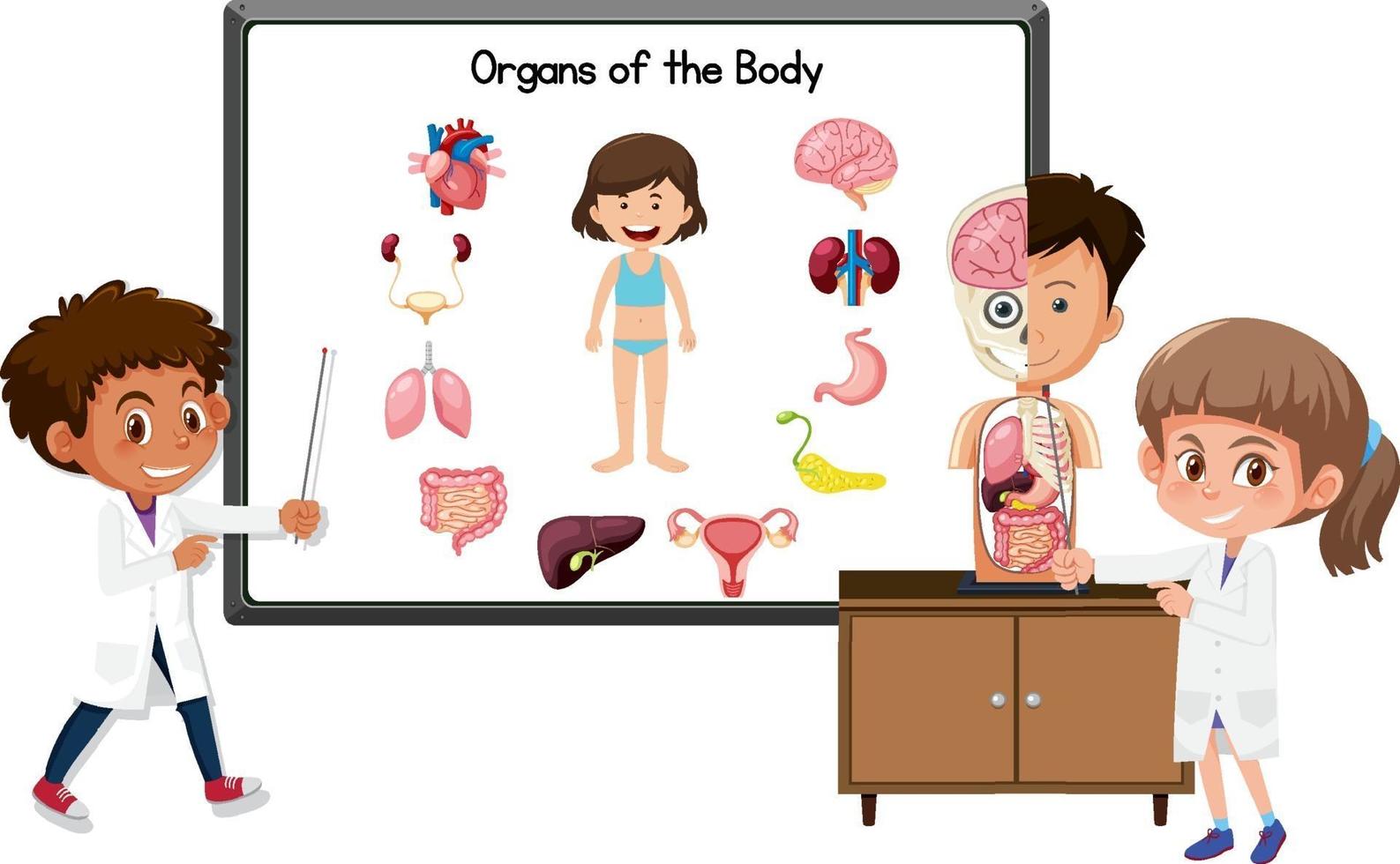 Young doctor explaining organs of body vector