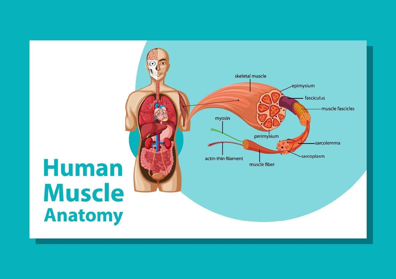 Human muscle anatomy with body anatomy vector