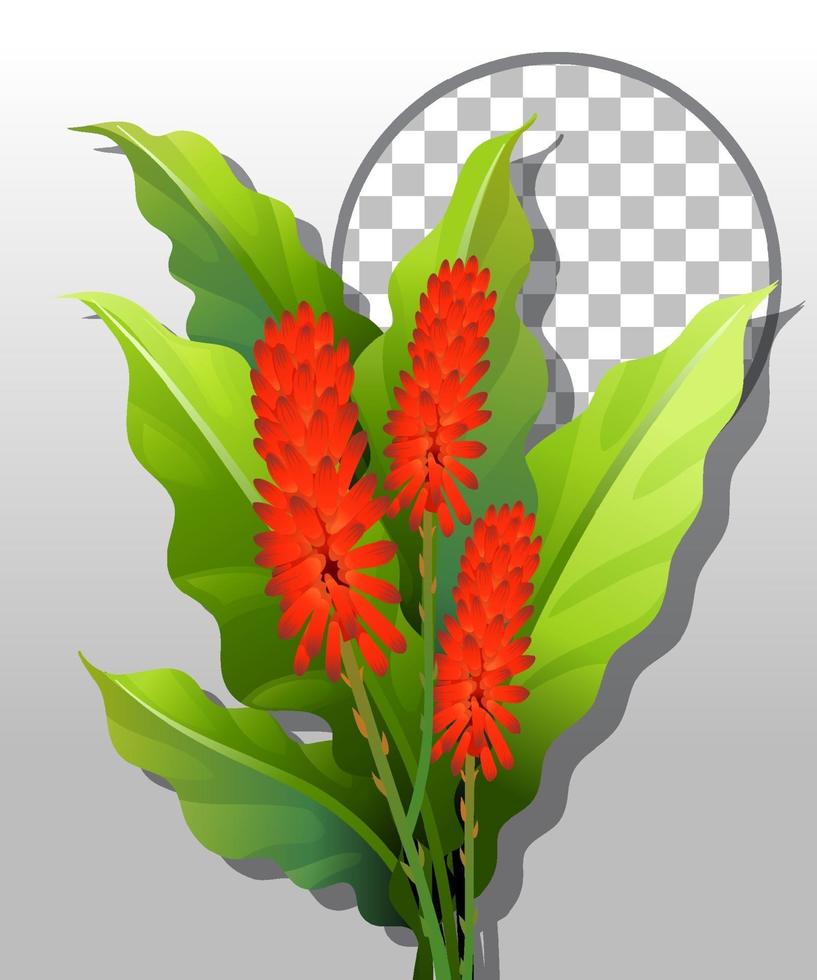 Cock's comb flower with round frame vector