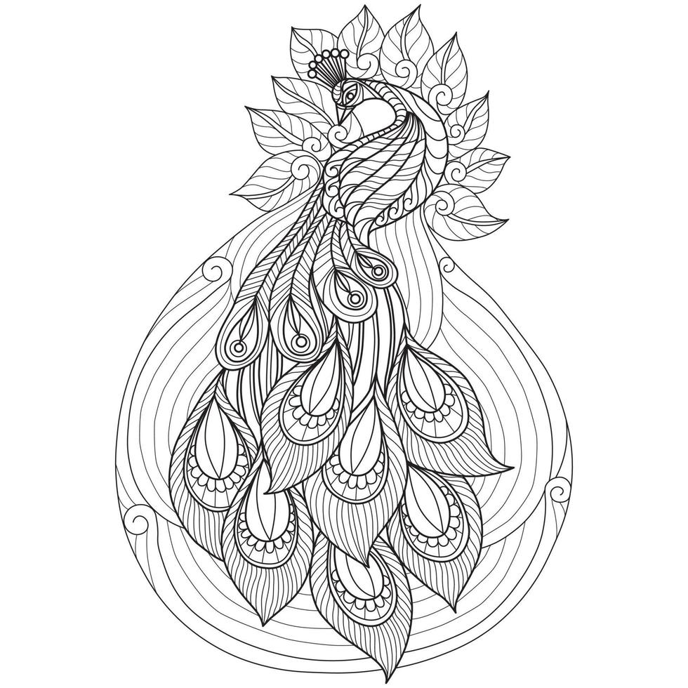 Peacock hand drawn for adult coloring book vector