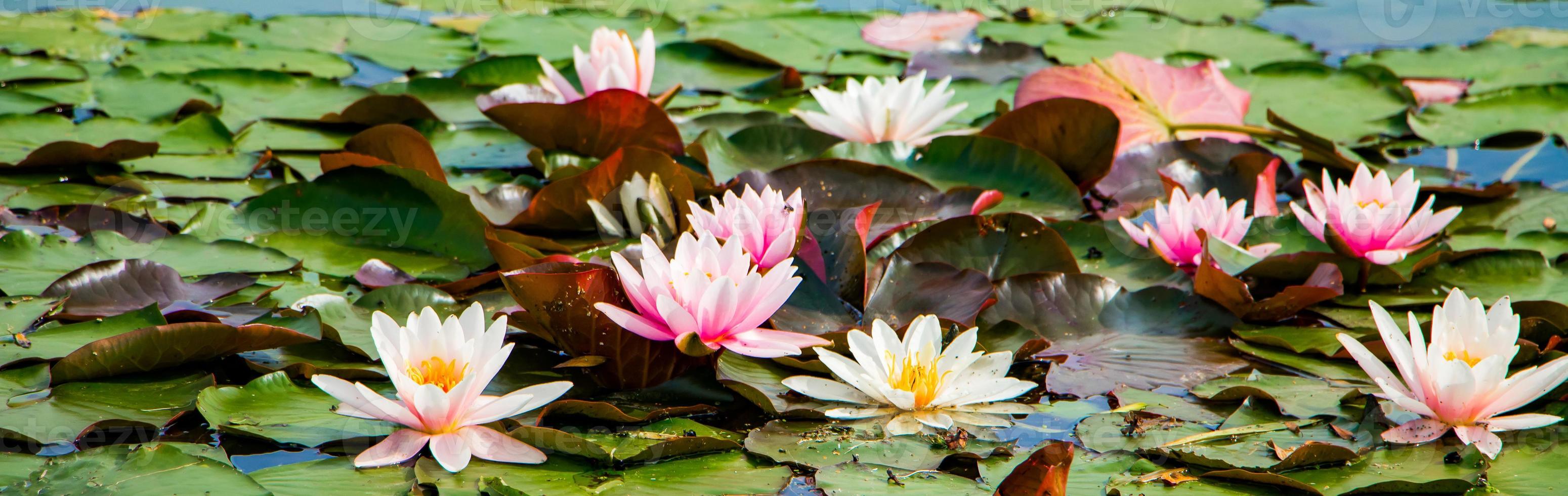 Pink lotuses in clear water. Water lilies in the pond photo