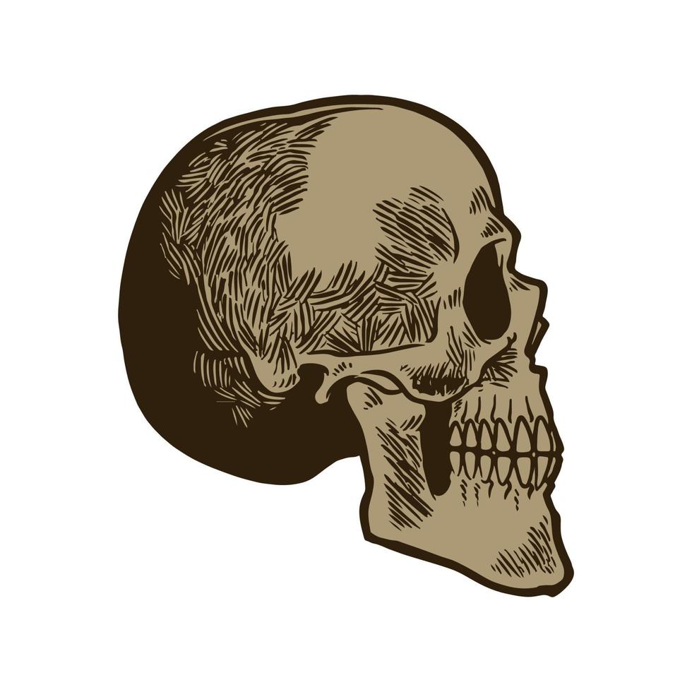 Hand drawn anatomic human skull vintage engraving sketch vector