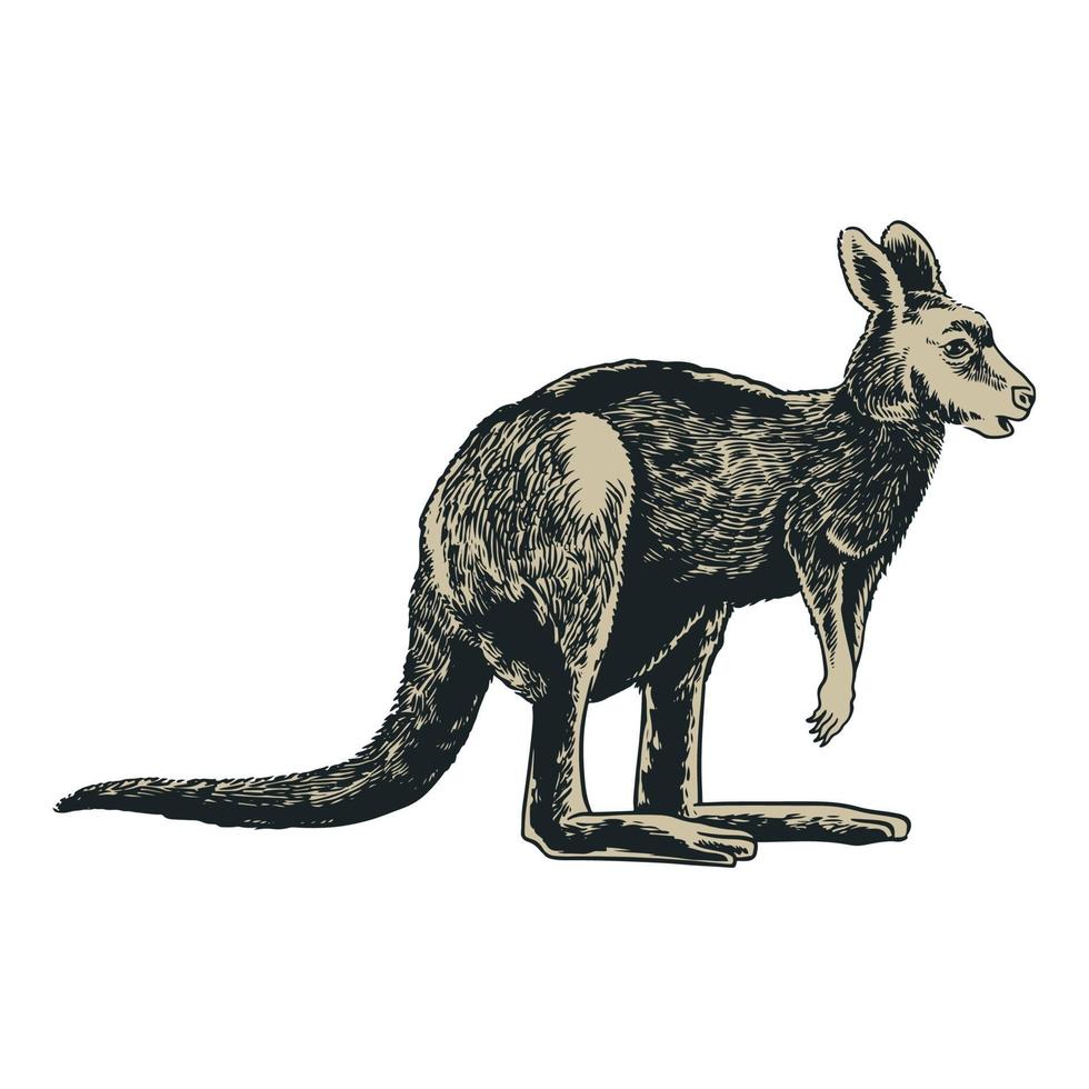 Kangaroo hand drawn in vintage engraving style vector