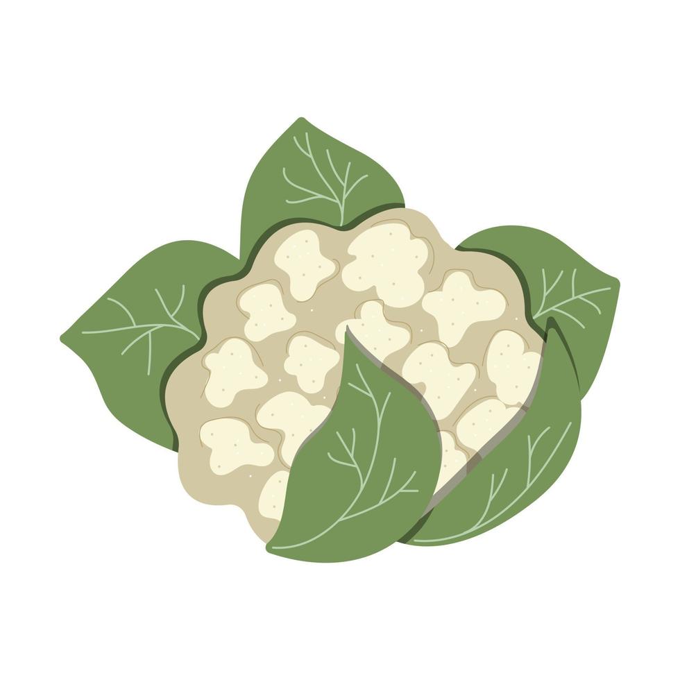 Cauliflower isolated on white background, eco food vector