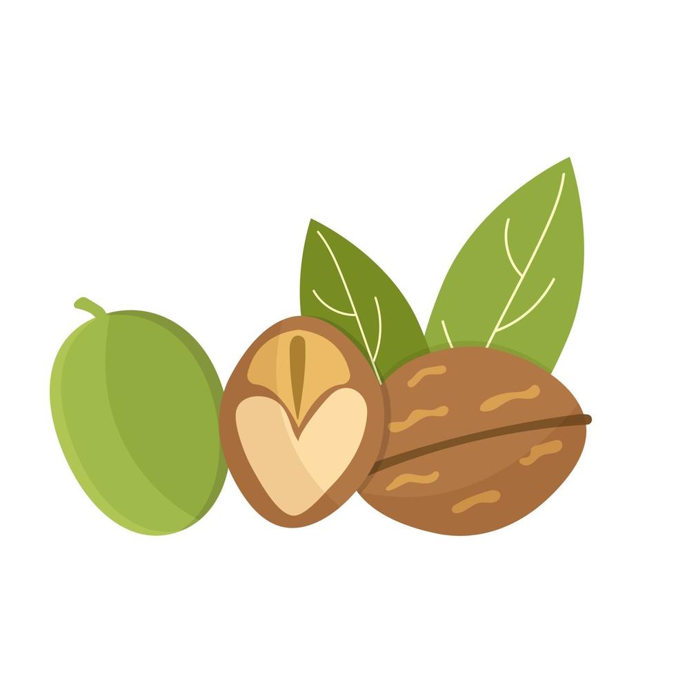 Walnut with leaf, isolated on white, flat design vector