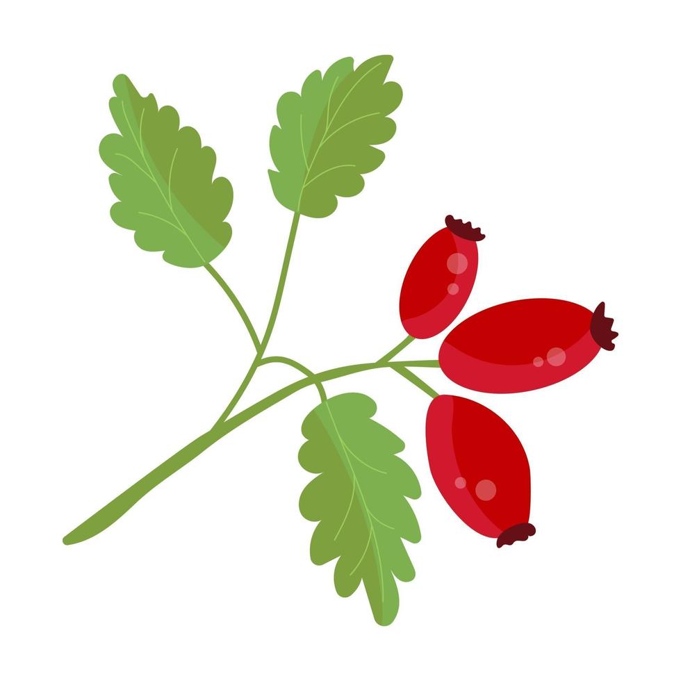 Dogrose branch, red berries with leaves, isolated vector