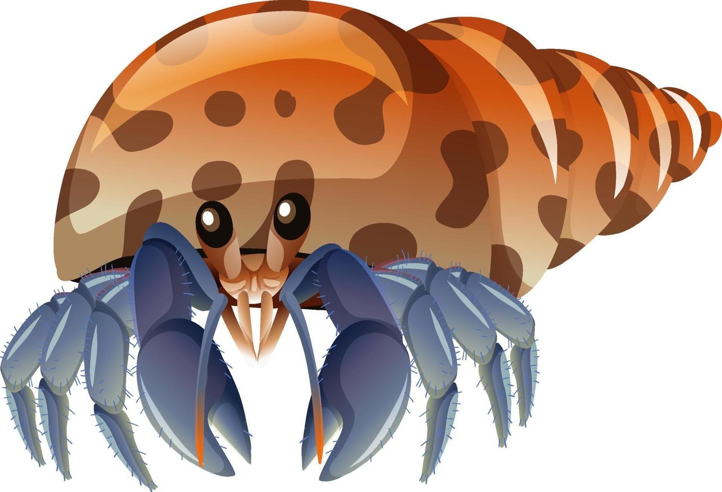 Hermit Crab in cartoon style on white background vector