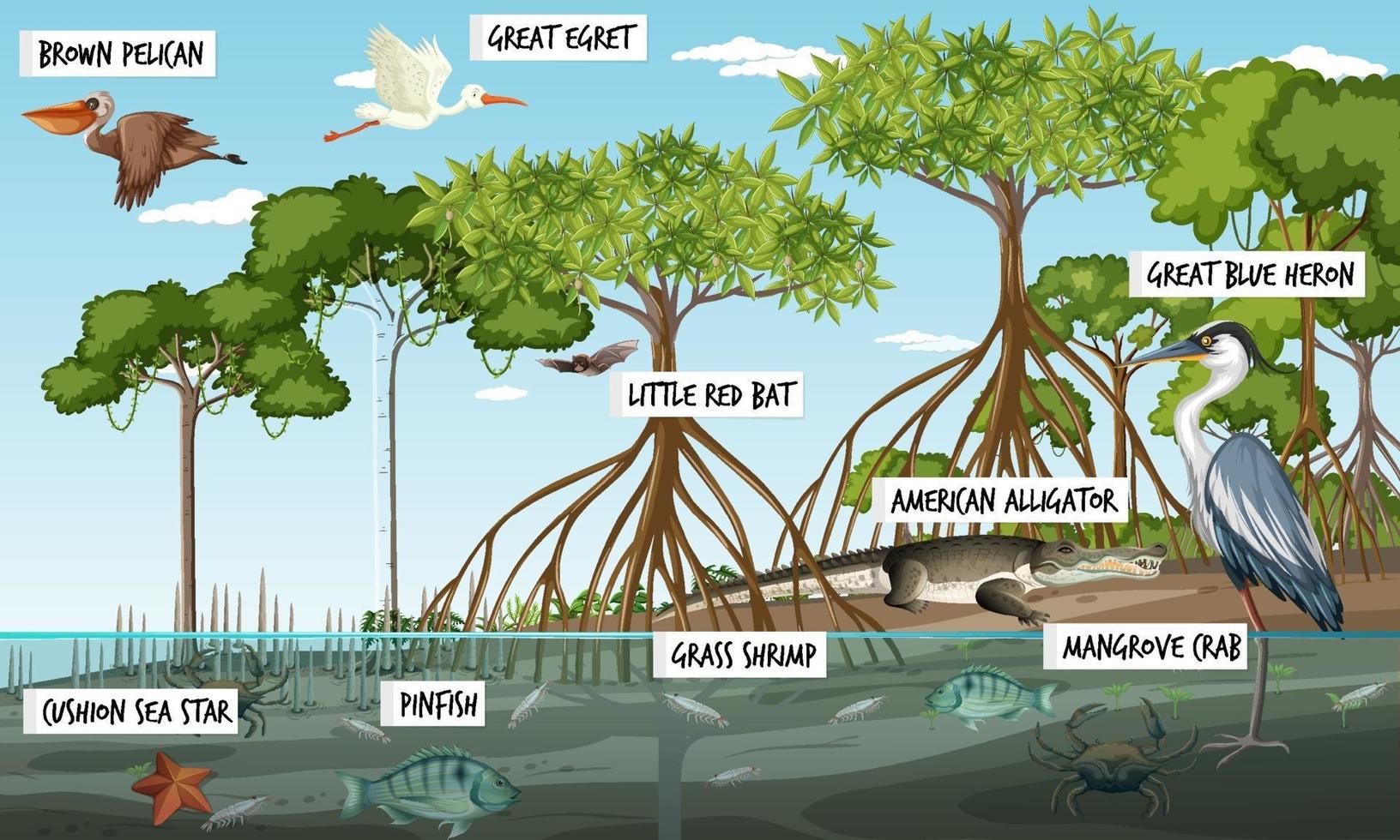 Mangrove forest landscape scene at daytime with many different animals vector