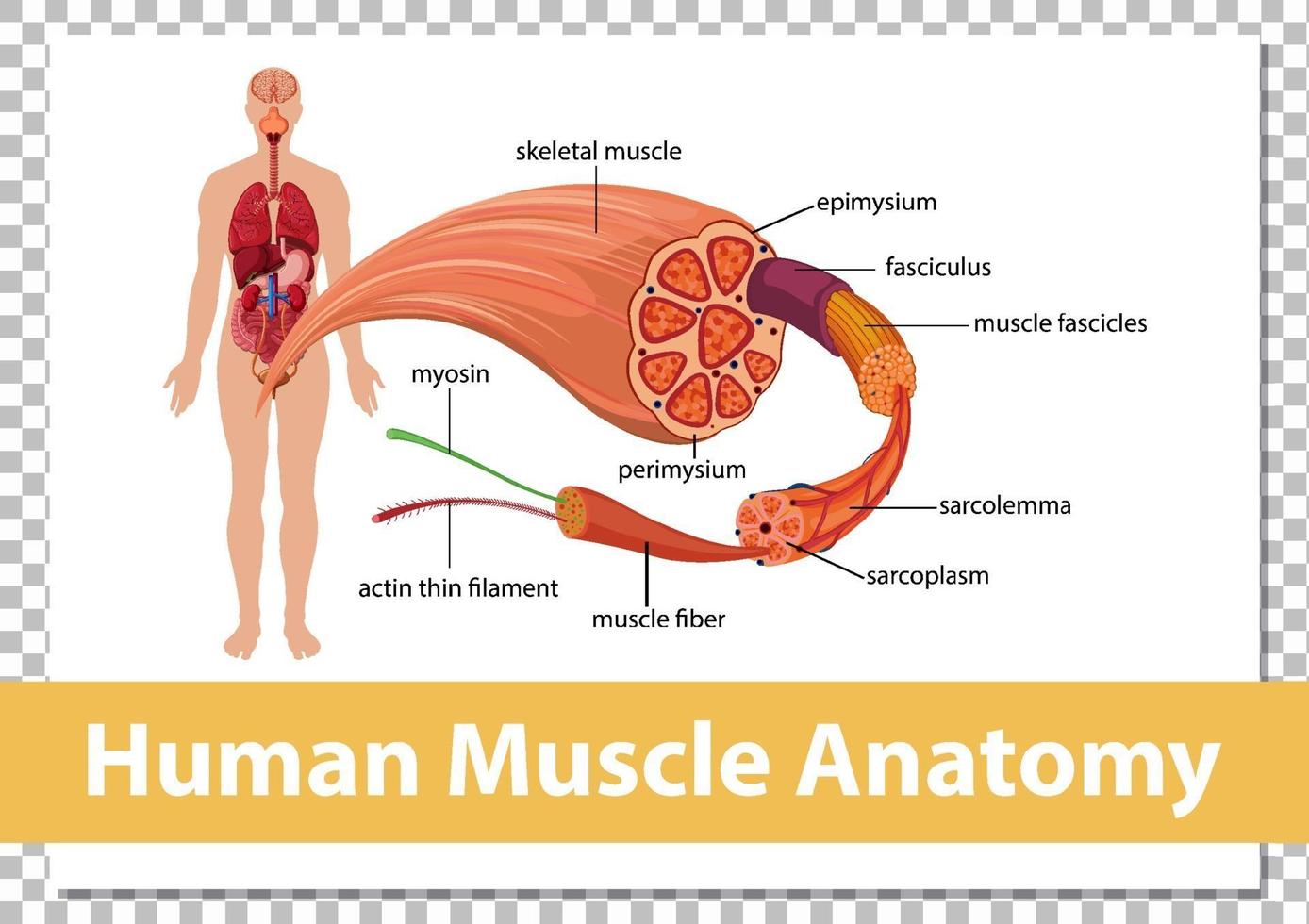 Human muscle anatomy with body anatomy vector