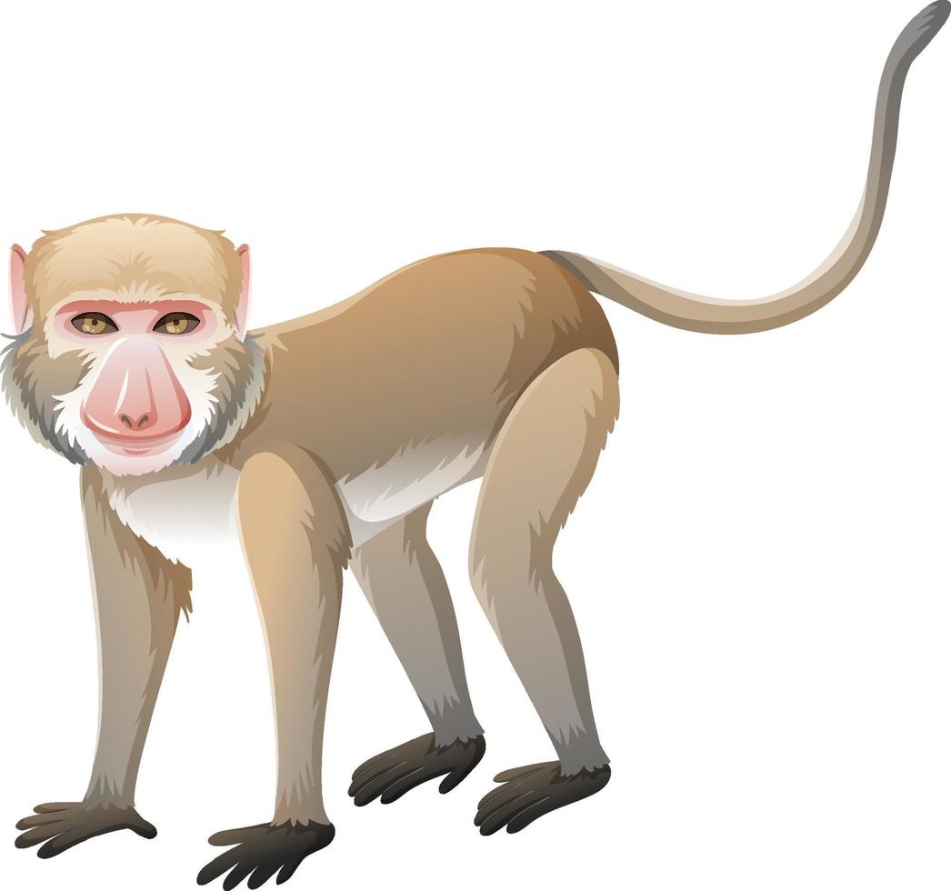 Macaco cangrejero en estilo de dibujos animados sobre fondo blanco. vector