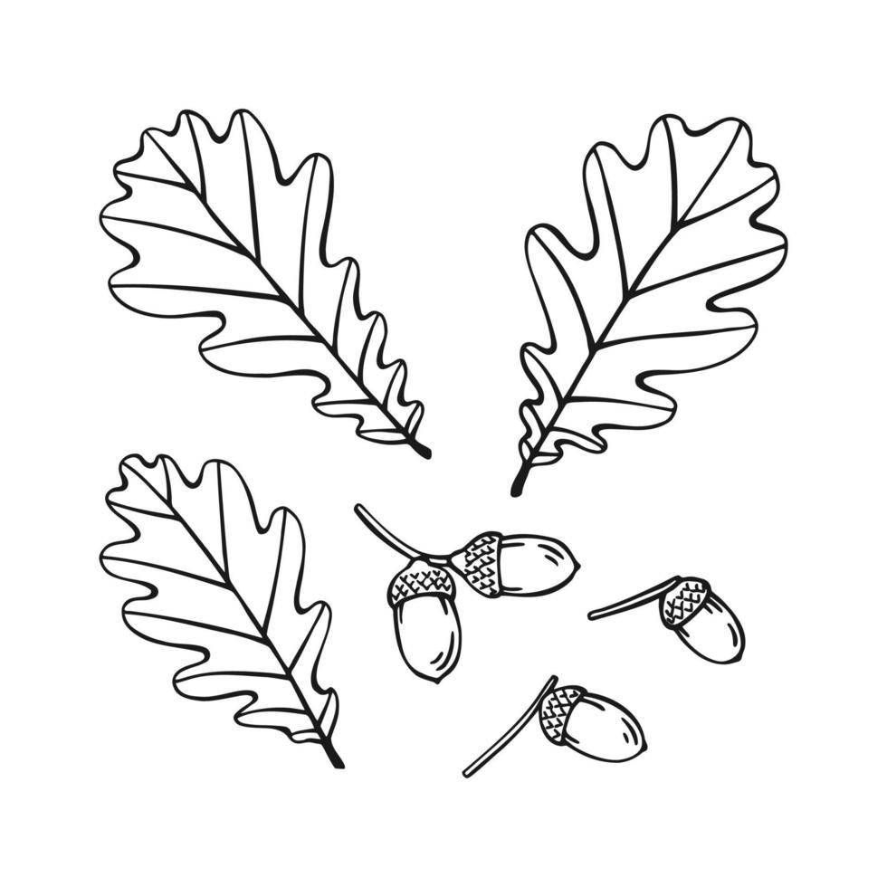 Set of hand drawn oak leaf  and acorn outline. Line art style vector