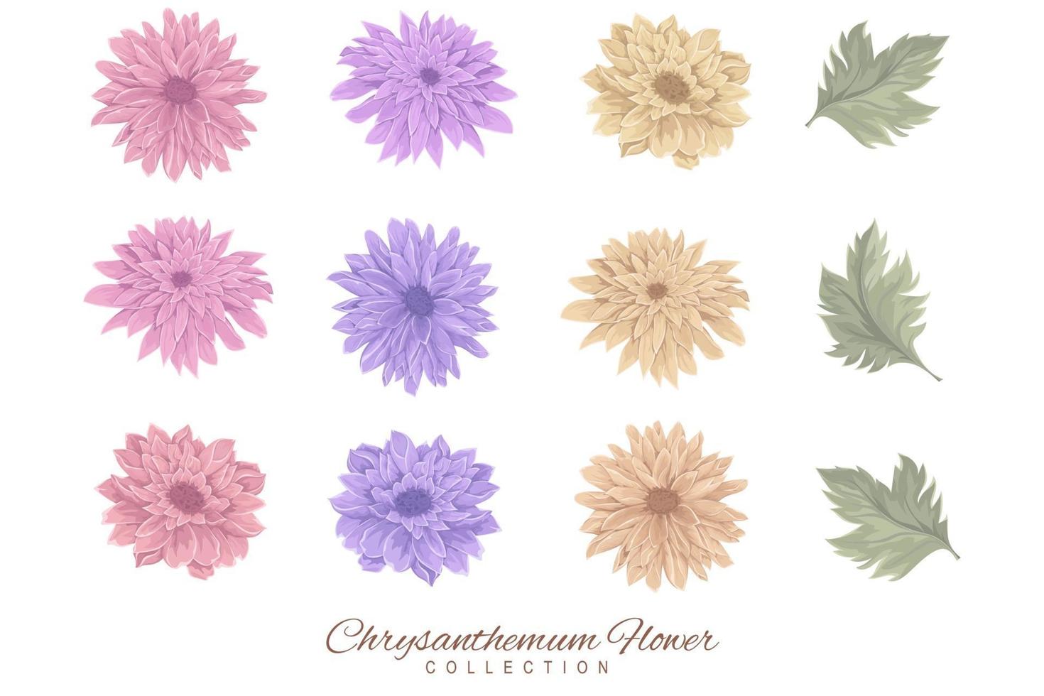 Collection of colorful chrysanthemum flowers and leaves vector