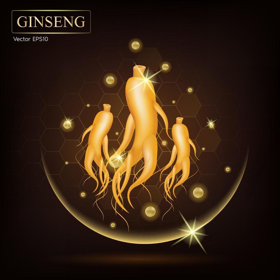 hierbas chinas tradicionales de ginseng, que se utilizan para la medicina y la comida. vector