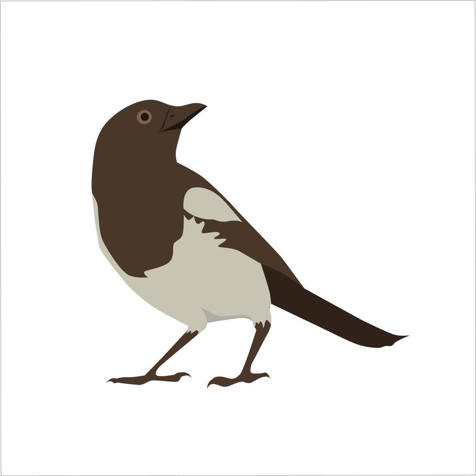 Magpie Color Clipart Vector Illustration Design